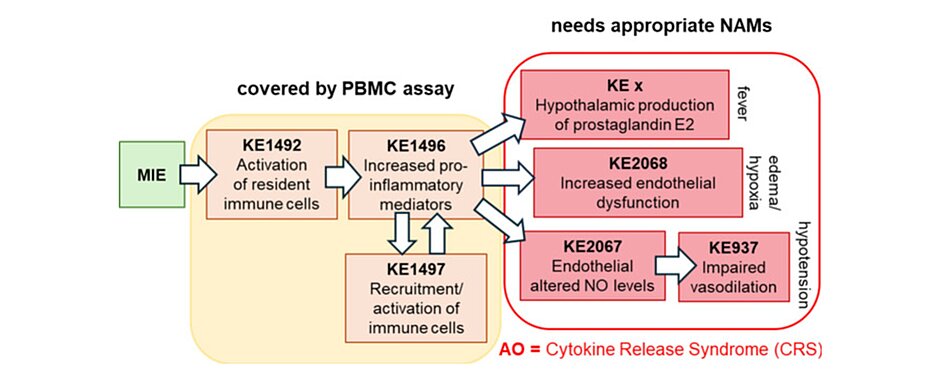 Vorgeschlagenes biologisches Wirkmodell für die Entstehung des Zytokinfreisetzungssyndroms (Cytokine Release Syndrome, CRS). Nach dem molekularen auslösenden Ereignis (Molecular Initiating Event, MIE) aktiviert das Immunsystem ortsansässige Immunzellen. Diese setzen entzündungsfördernde Botenstoffe frei und locken weitere Immunzellen an, wodurch sich die Entzündungsreaktion verstärkt. In der Folge werden unter anderem Prostaglandin E₂ (PGE₂) im Hypothalamus gebildet und die Funktion der Blutgefäßinnenwand gestört. Diese Prozesse führen schließlich zum Zytokinfreisetzungssyndrom (CRS).