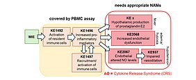 Vorgeschlagenes biologisches Wirkmodell für die Entstehung des Zytokinfreisetzungssyndroms (Cytokine Release Syndrome, CRS). Nach dem molekularen auslösenden Ereignis (Molecular Initiating Event, MIE) aktiviert das Immunsystem ortsansässige Immunzellen. Diese setzen entzündungsfördernde Botenstoffe frei und locken weitere Immunzellen an, wodurch sich die Entzündungsreaktion verstärkt. In der Folge werden unter anderem Prostaglandin E₂ (PGE₂) im Hypothalamus gebildet und die Funktion der Blutgefäßinnenwand gestört. Diese Prozesse führen schließlich zum Zytokinfreisetzungssyndrom (CRS).