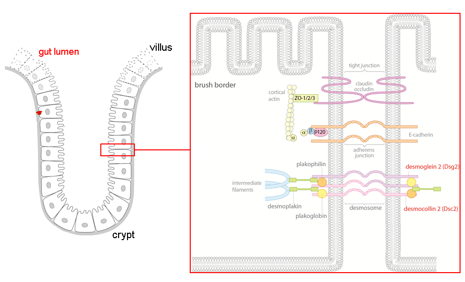 Abbildung eines schematischen Aufbaus der Darmbarriere 