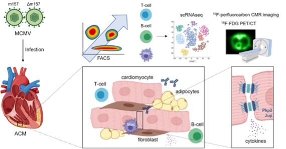 Illustration: Graphical abstract of hypothesis and working plan of SFB project A4.