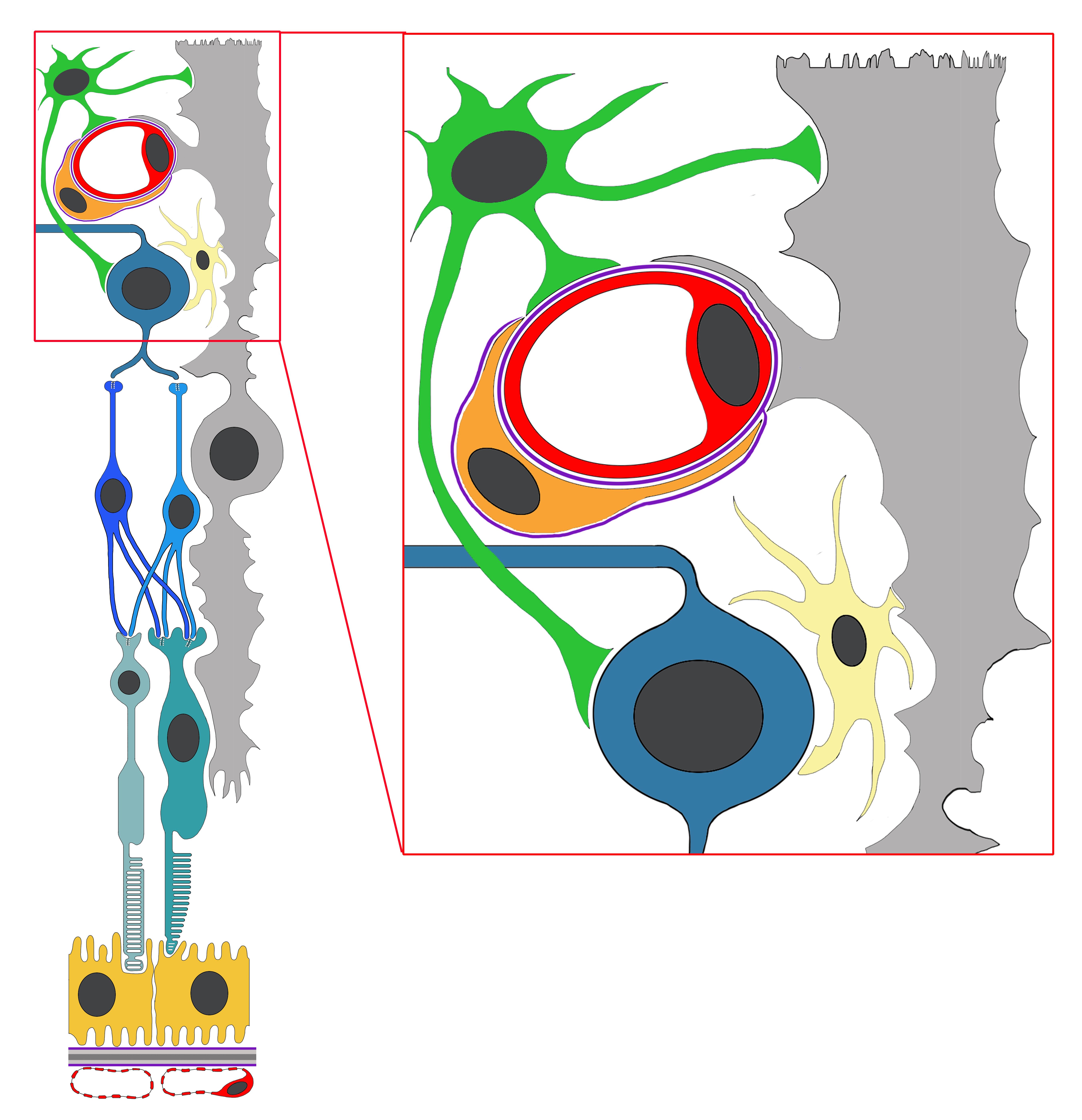Schematische Darstellung der Retina (links) und der retinalen neurovaskulären Einheit (rechts). Die neurovaskuläre Einheit der Retina besteht aus Endothelzellen (rot), Perizyten (orange), Astrozyten (grün), Müllerzellen (grau), Mikrogliazellen (gelb) und Ganglienzellen / Neuronen (blau). Illustration: N. Wagner