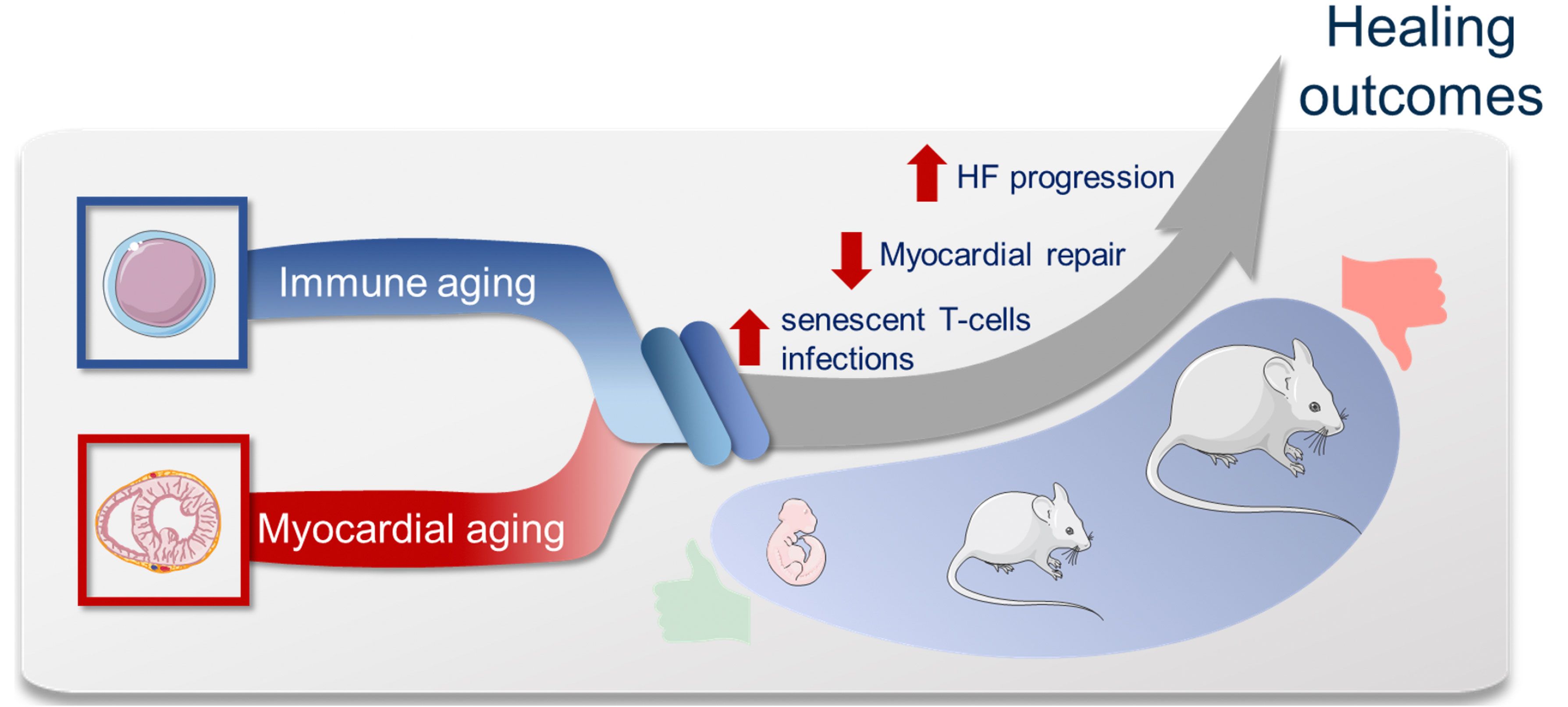 Grafische Darstellung von Hypothese und Arbeitsplan des SFB-Projekts A3.