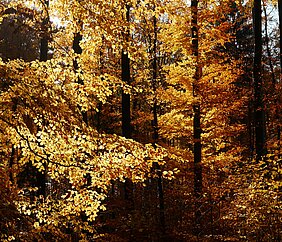 Bild vom Herbstwald. Blätter leuchten in verschiedenen geblbtönen.