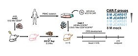 Figure 4 aus der Publikation: CAR-T-cell-associated toxicities are influenced by T-cell dose and receptor affinity.