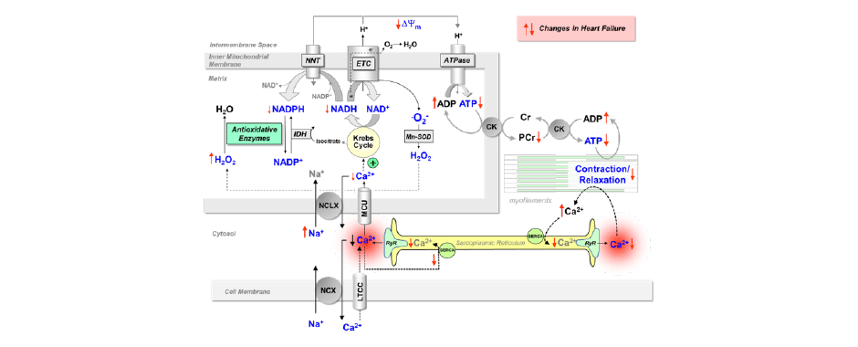 Schema: Prozesse der elektromechanischen Kopplung und mitochondrialer Energetik in Herzmuskelzellen.