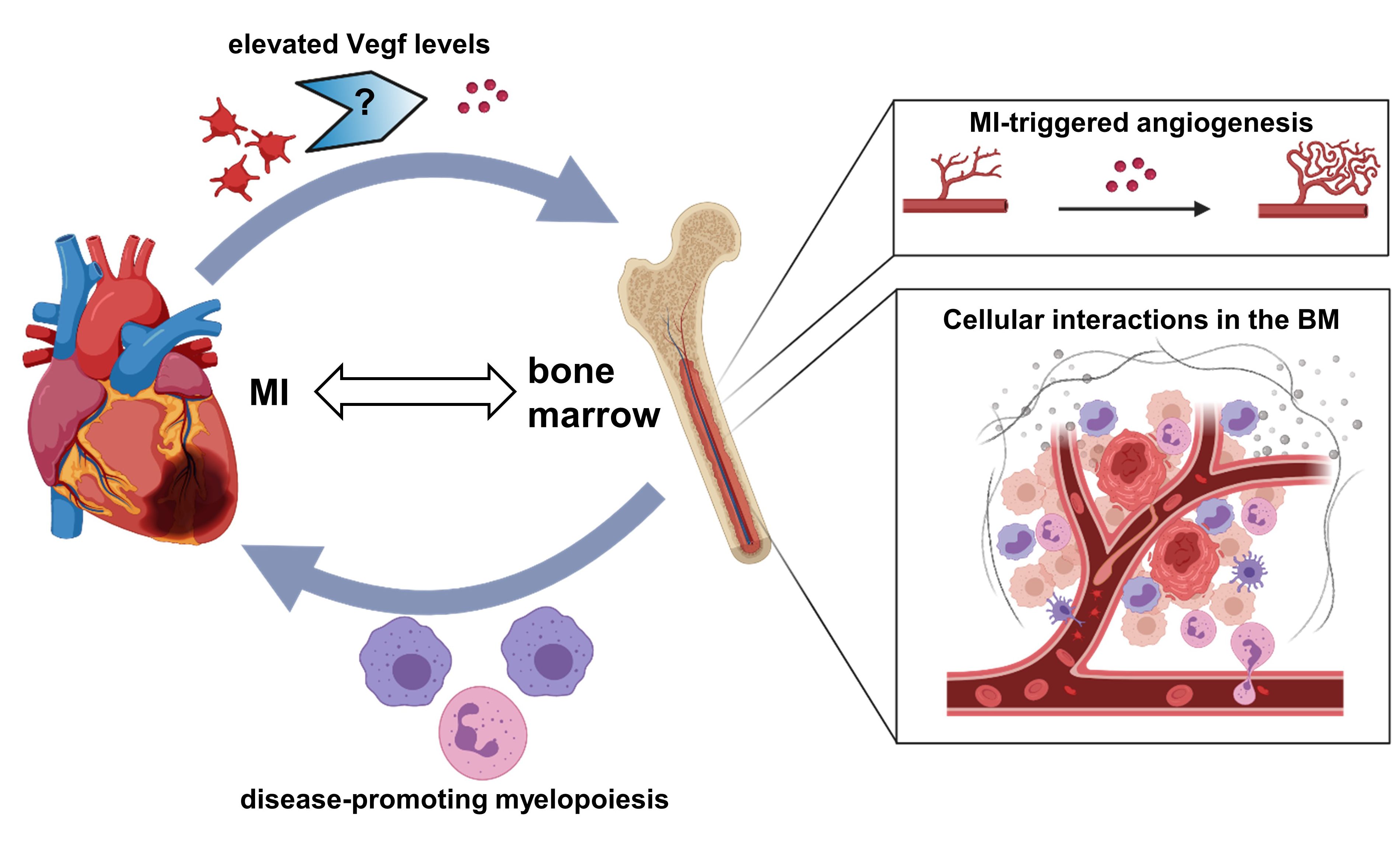 Graphical abstract of hypothesis and working plan: Crosstalk between the failing heart and the bone marrow