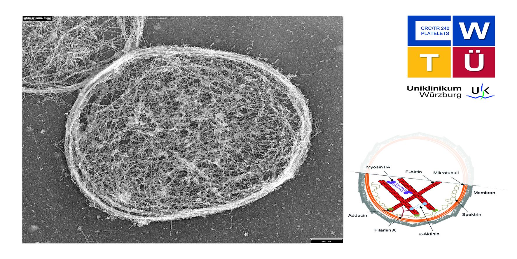 Das Bild zeigt einen nicht aktivierten Thrombozyten unterm Mikroskop und als Grafik. 