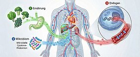Grafik des menschlichen Körpers mit Organen und Blutbahnen, außerhalb drei Punkte: 1. Ernährung, 2. Mikrobiom mit Mikrobieller Cytokinin-Produktion und 3.Endogen. 