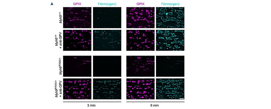 Mikroskopische Bilder aus der Publikation