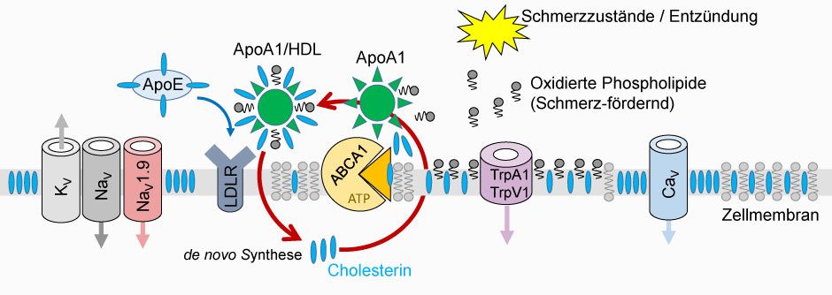 Modell zur Cholesterinhomöostase für die natürliche Schmerzrückbildung