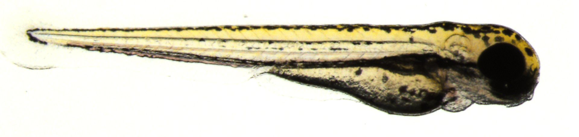 Illustration: Zebrafisch unterm Mikroskop