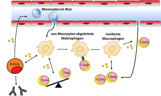 Graphik von Monozyten und Makrophagen