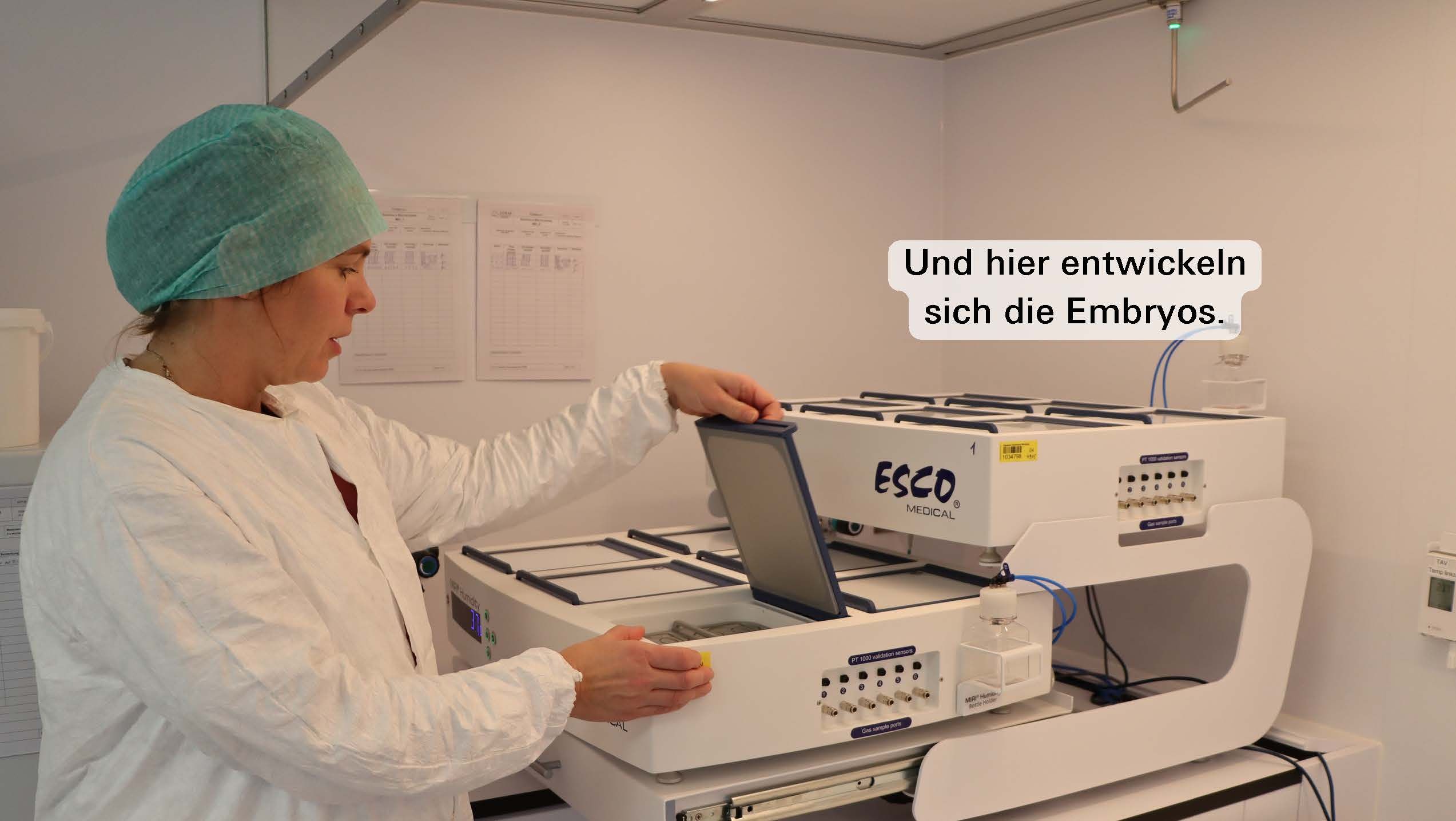 Und hier entwickeln sich die Embryos.