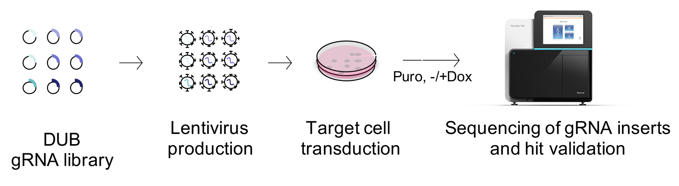 Schaubild zur Proteinhomöostase