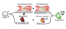 Illustration - links CAR-Tregs, oberer Teil zeigt wie sie chronische Entzündungen im Gefäß bekämpfen und zur Plaque-Stabilisierung beitragen, unterer Teil, wie sie das Gewebe im Herz nach Infarkt schützen bzw. zur Heilung beitragen. Zu sehen ist eine regulatorische Zelle mit CAR, Gefäße mit Plaque und Herz nach Infarkt. 