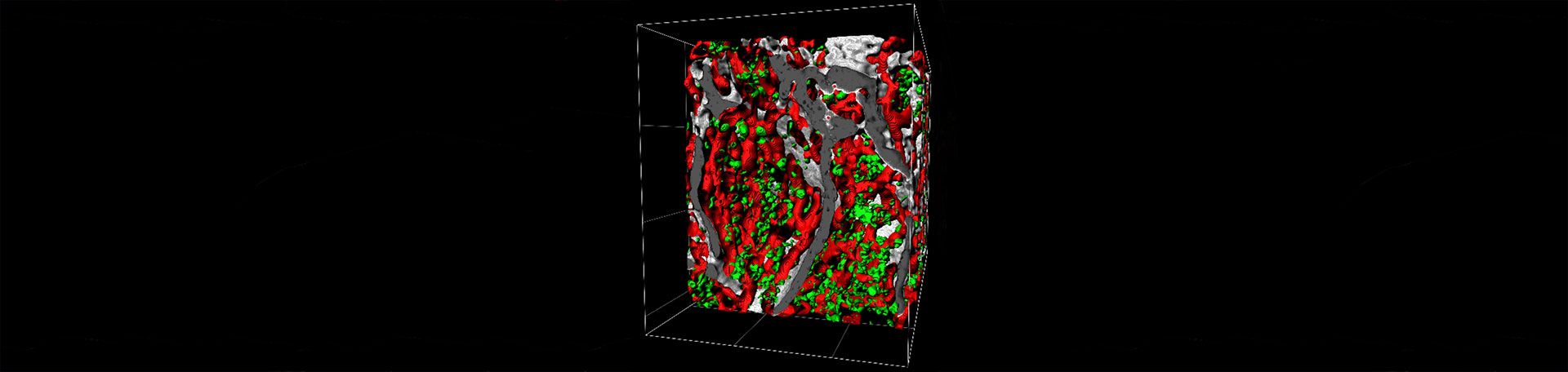 Illustrationsbild: 3D Rekonstruktion des Knochenmarks mit Megakaryozyten und Blutgefäßen.
