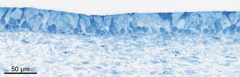 Histologische Methylenblaufärbung eines humanen 3D Gewebemodells der gesunden Atemwegschleimhaut zum Einsatz für Substanztestungen oder Infektionsstudien.