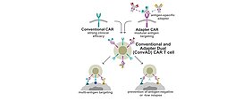grafische Abbildung der Funktionen von Conventional and Adapter Dual CAR-T-Zellen. 