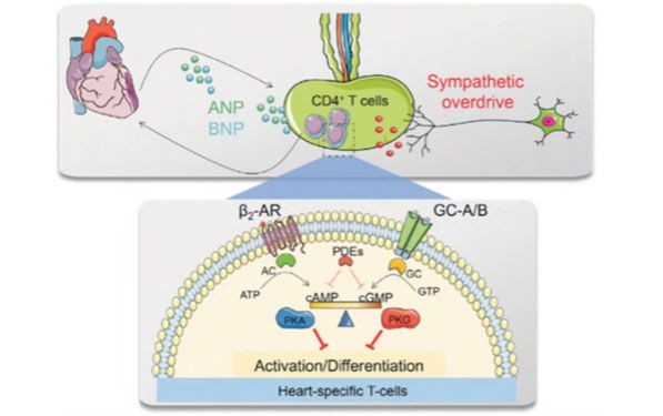 Illustration: Regulation of T cell responses in the infarct area by the neuroendocrine system