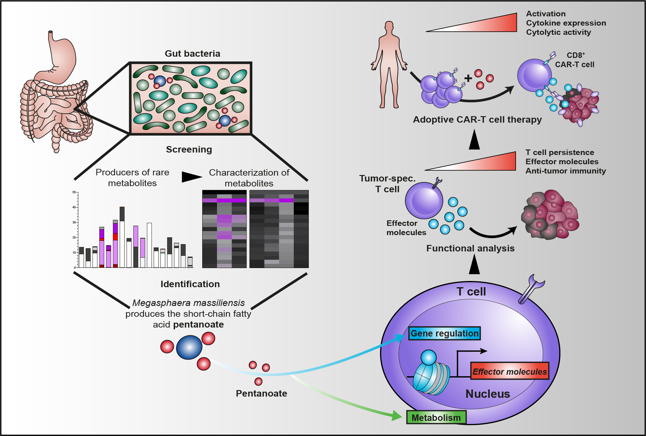 Graphical abstract Luu et al. (2021): Microbial short-chain fatty acids modulate CD8+ T cell responses and improve adoptive immunotherapy for cancer. 