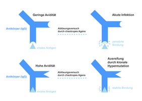 Foto zeigt Grafik - Bei einer hohen Avidität hält die Antikörper-Antigen-Bindungen selbst nach einem Ablösungsversuch durch ein sog. chaotropes Agens