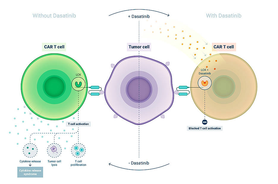 Abbildung der Wirkung des Krebsmedikaments Dasatinib