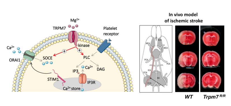 TRPM7-Protein
