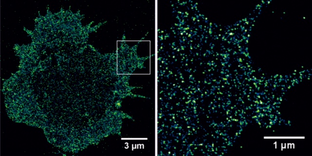 Tumor-assoziierte Antigene auf primären Tumorzellen