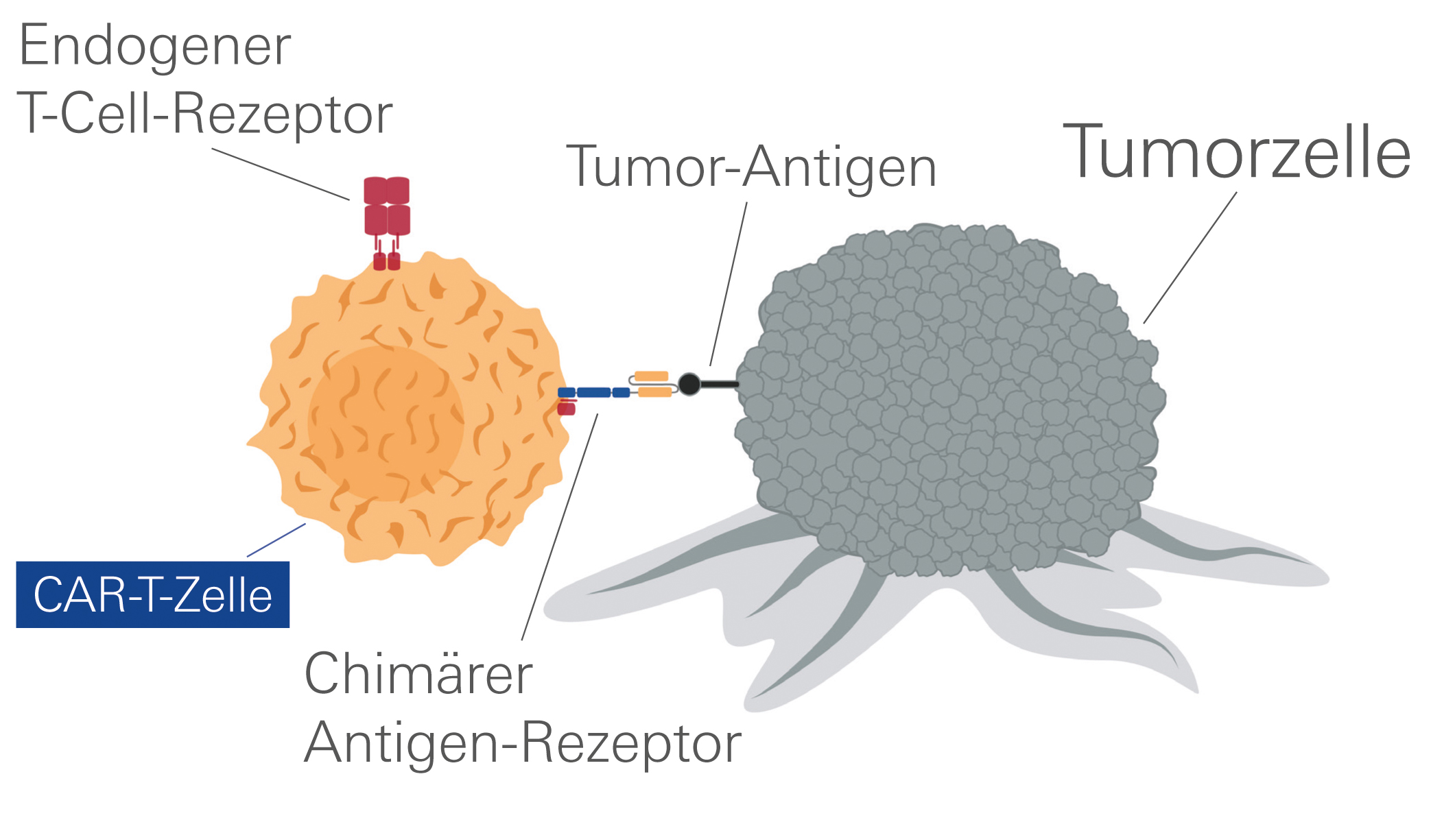 Angriff auf Tumorzelle 