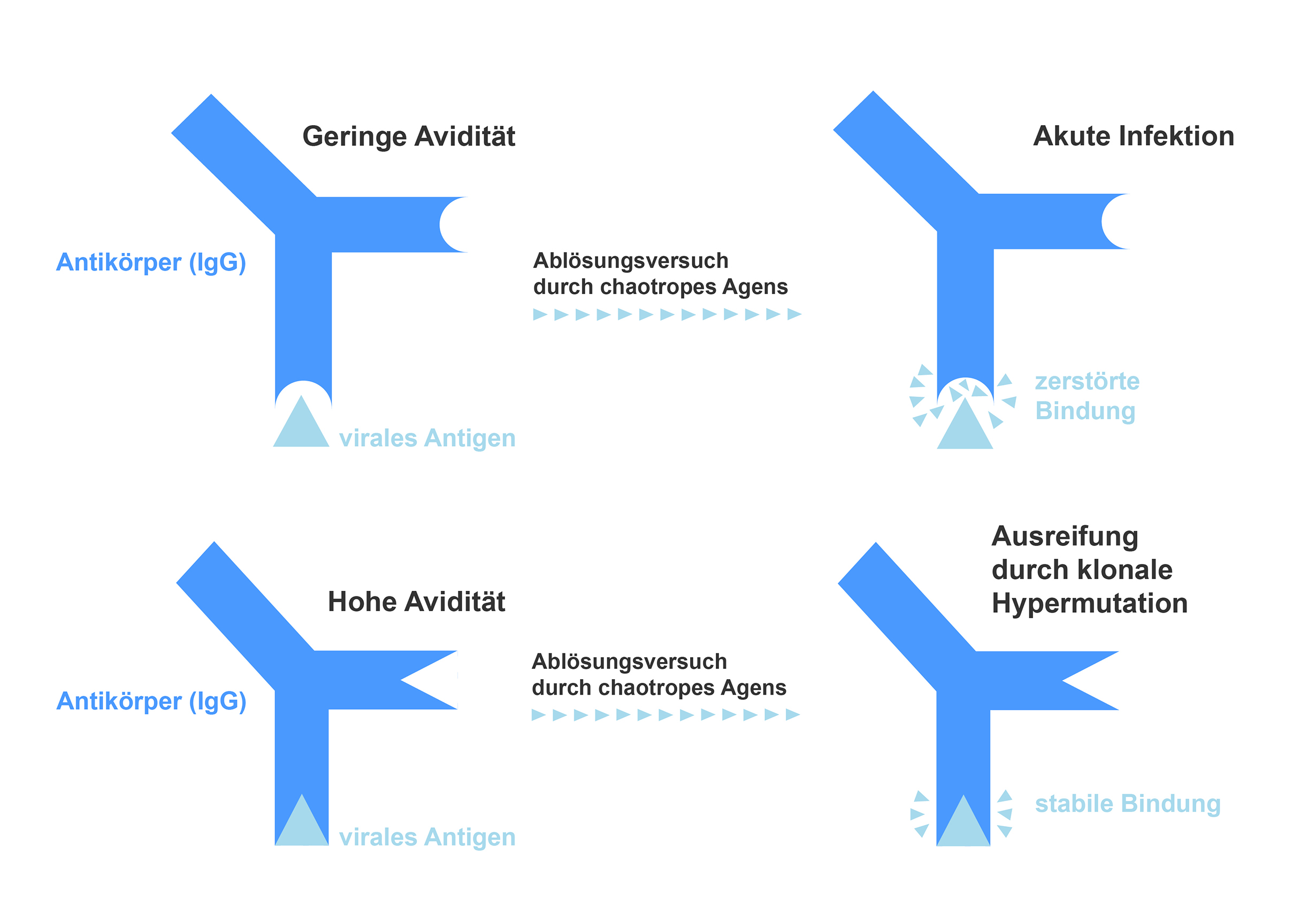 Foto zeigt Grafik - Bei einer hohen Avidität hält die Antikörper-Antigen-Bindungen selbst nach einem Ablösungsversuch durch ein sog. chaotropes Agens