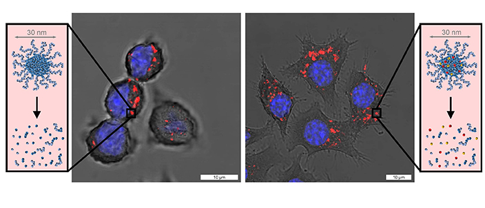 Polymere Nanopartikel (rot) können von Immunzellen (Zellkern blau) aufgefressen und dann von ihnen abgebaut werden (links). Wenn sie mit einem Immunstimulanz beladen sind, wecken sie die Immunzellen aus ihrem Schlaf (rechts). (Bild: Lutz Nuhn / Universität Würzburg)