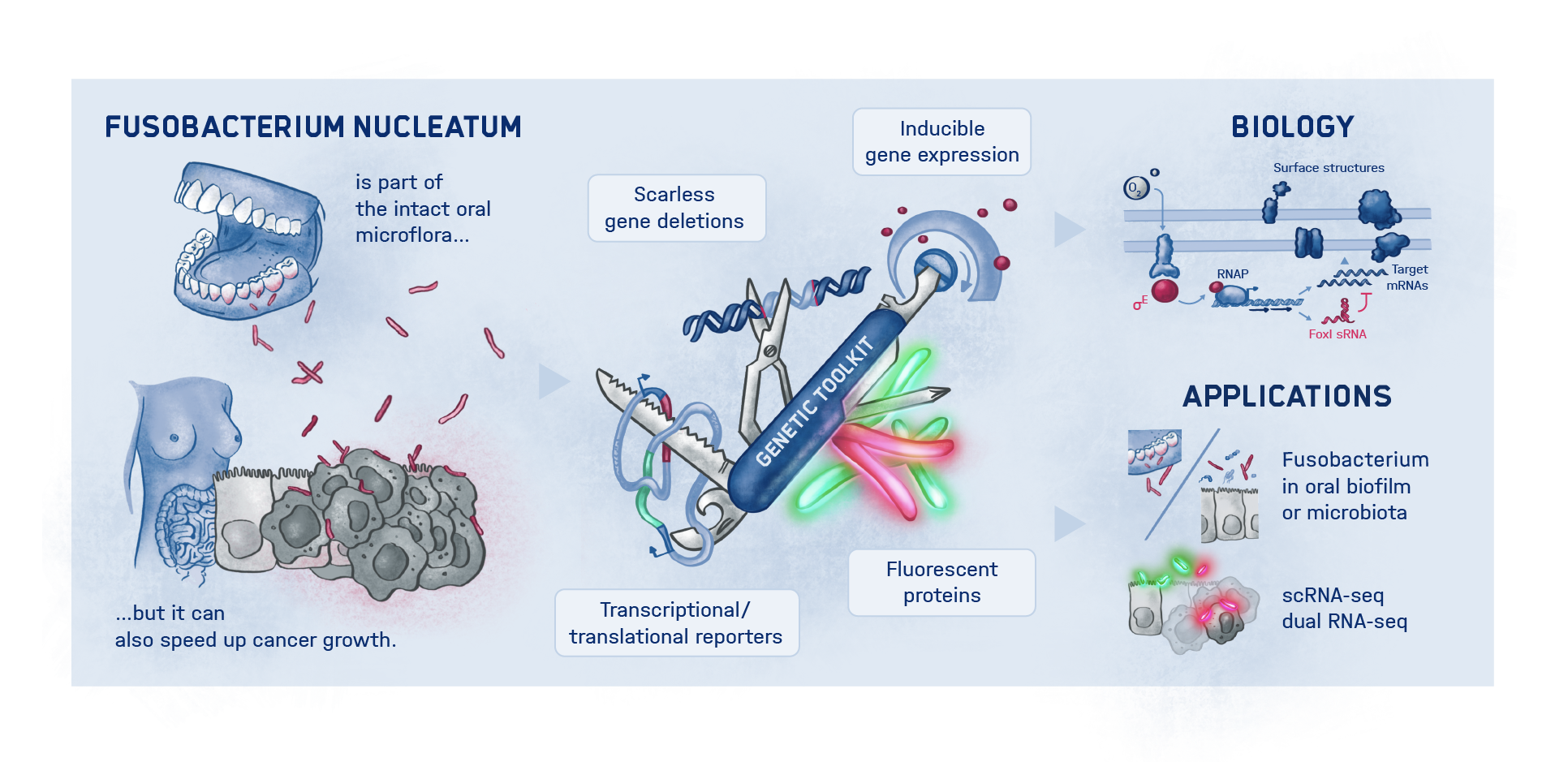 Infografik (mit englischsprachiger Beschriftung): Forschende aus Würzburg haben neue genetische Werkzeuge zur Untersuchung von Fusobaktieren entwickelt.