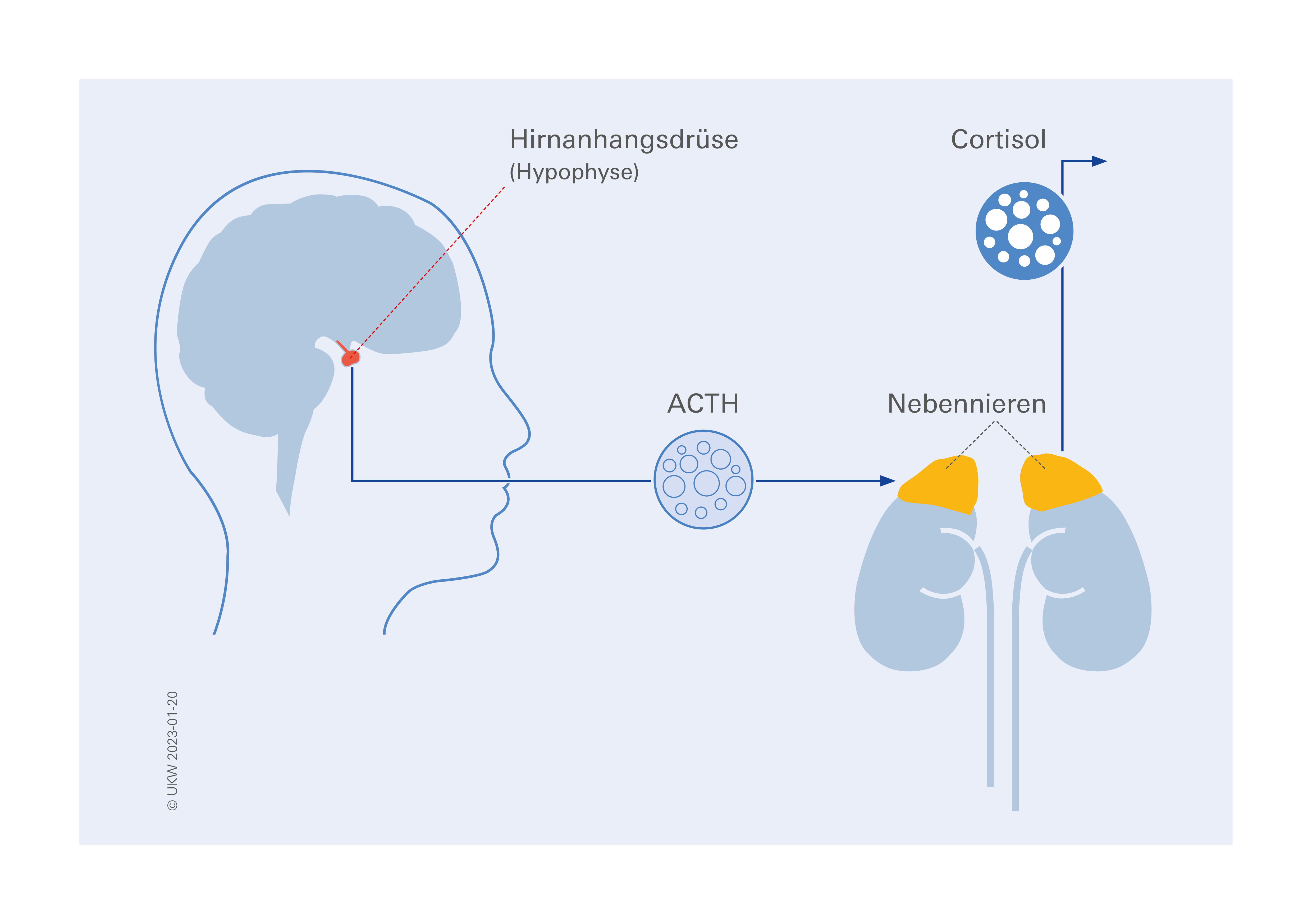 Darstellung der Hypophyse und den Einfluss von ACTH auf die Cortisol-Produktion der Nebenniere.
