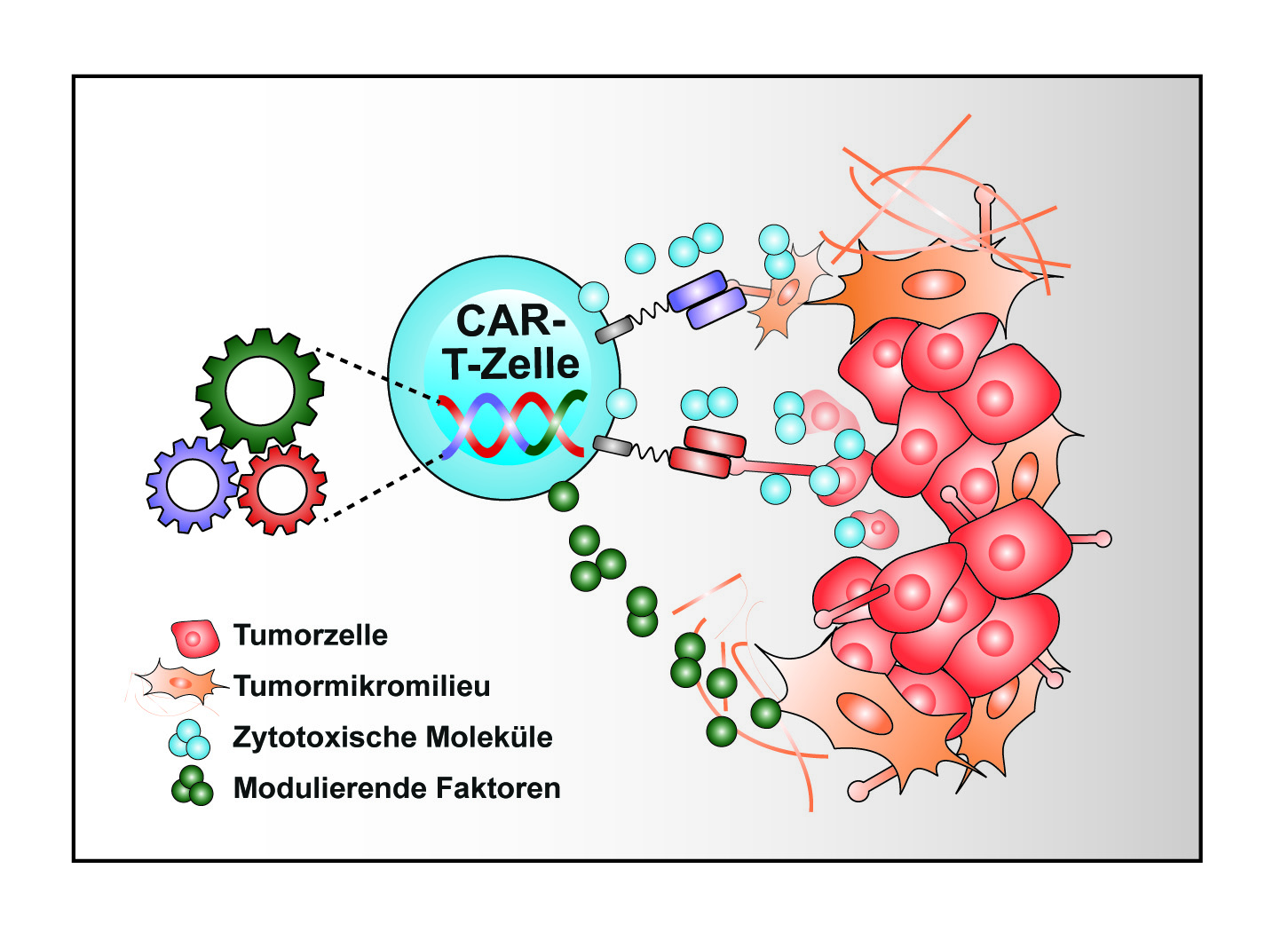 Grafik, wie sich die gentechnisch veränderten T-Zellen mit modulierenden Faktoren und zytotoxischen Molekülen gegen negative Einflüsse des Tumormikromilieus wappnen und die Tumorzellen besser zerstören können. 