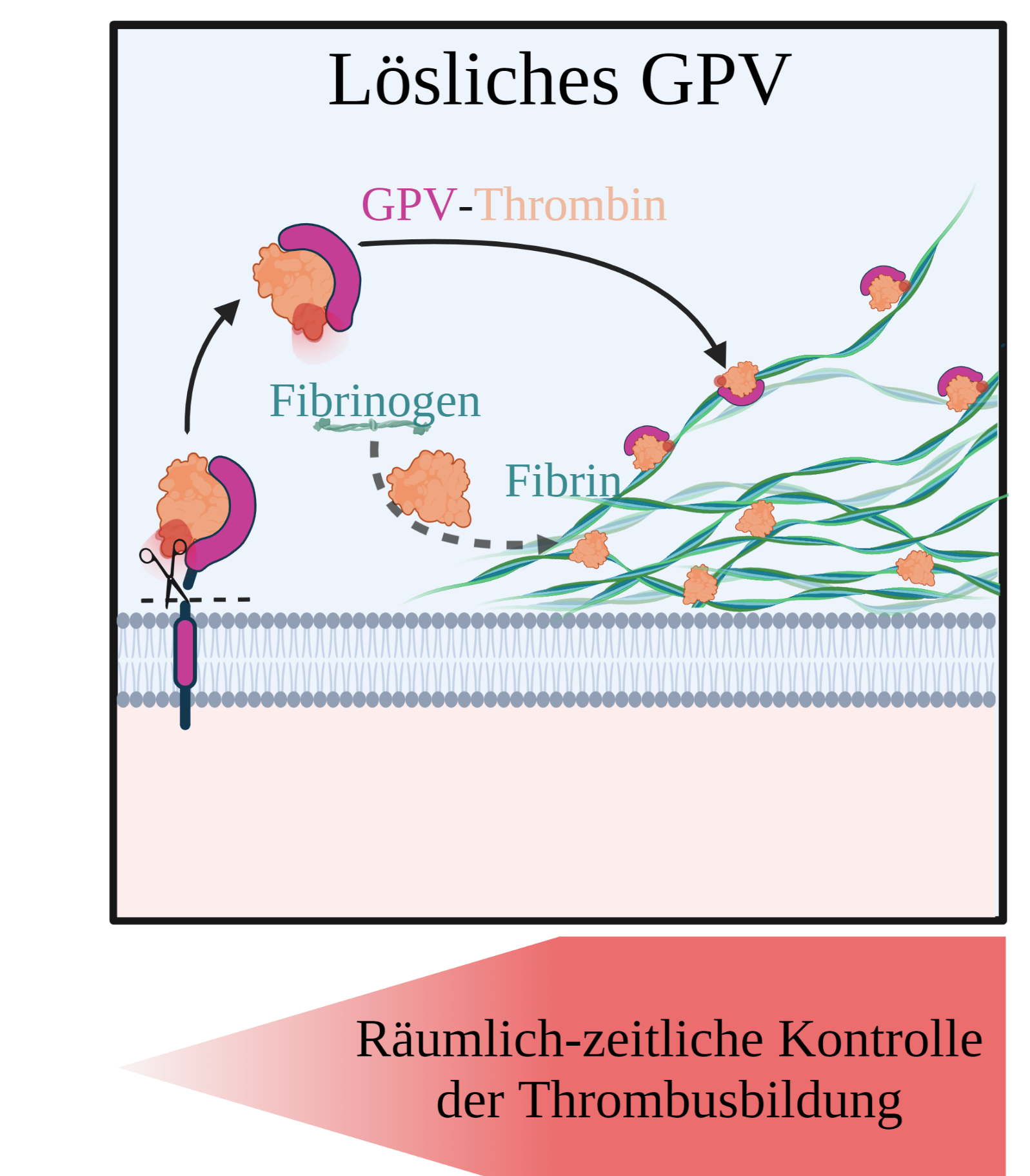 Die Grafik zeigt, wie geschnittenes GPV an Thrombin bindet und die Fibrinbildung reduziert. 