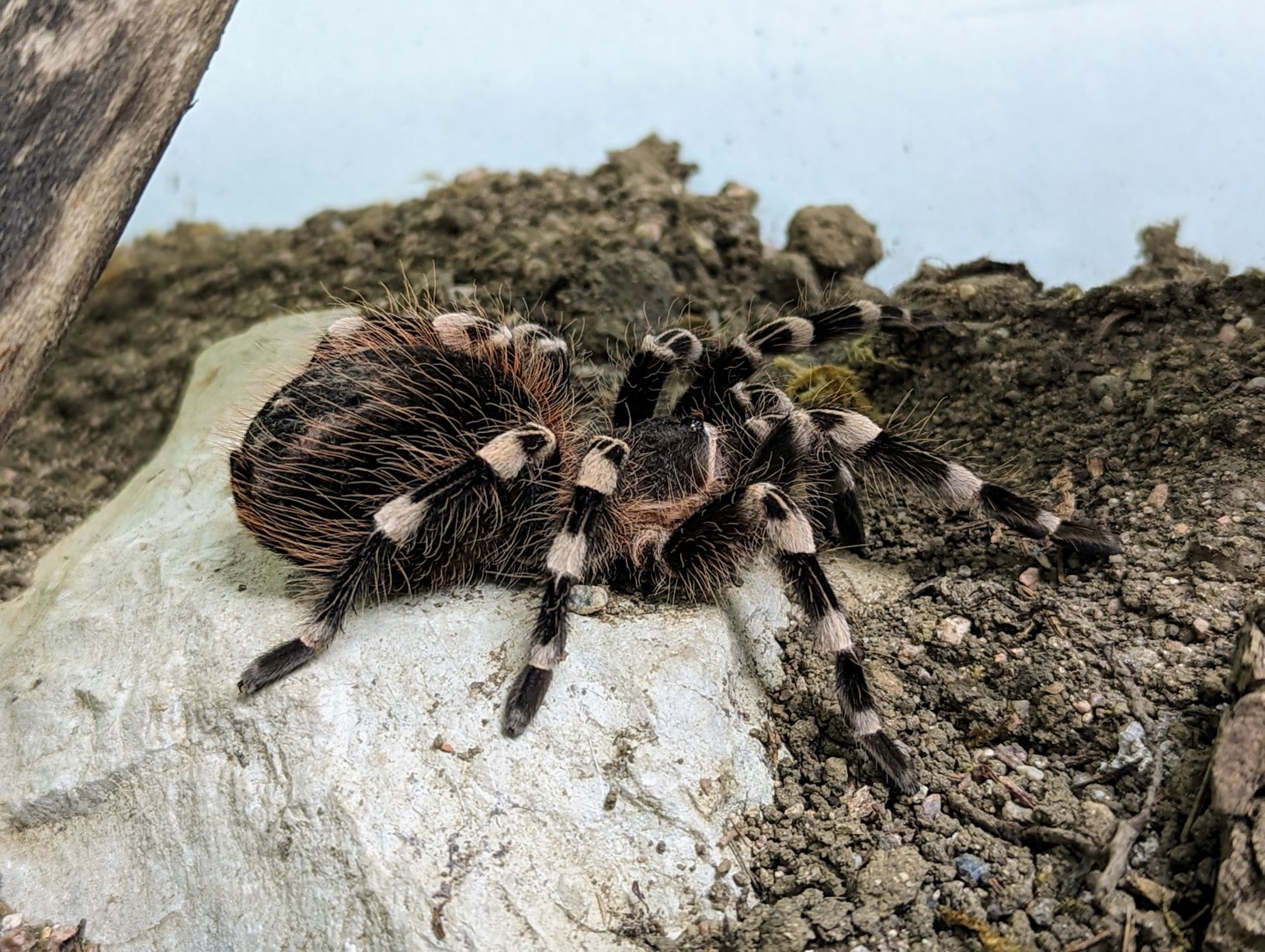 Spinne Aragog im Terrarium des Zentrums für Psychische Gesundheit in Würzburg