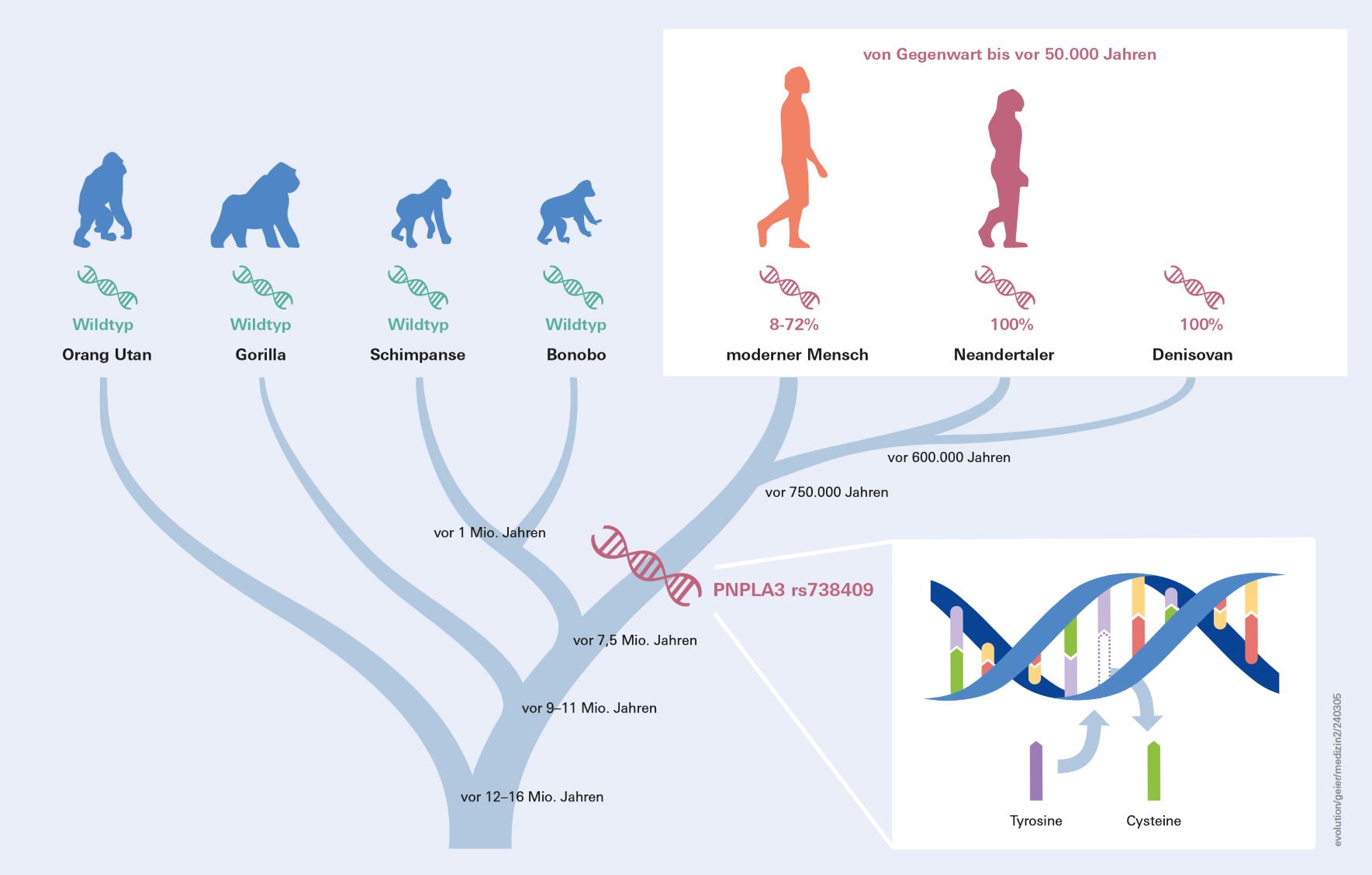 Grafik zur Evolution und Verbreitung der Fettleber-Genvariante