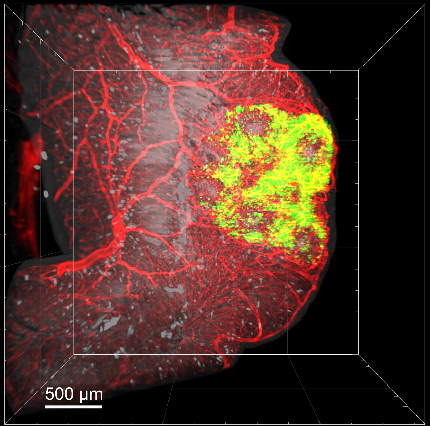 3D-Mikroskopie des Krummdarms mit Blutgefäßen und T-Zellen
