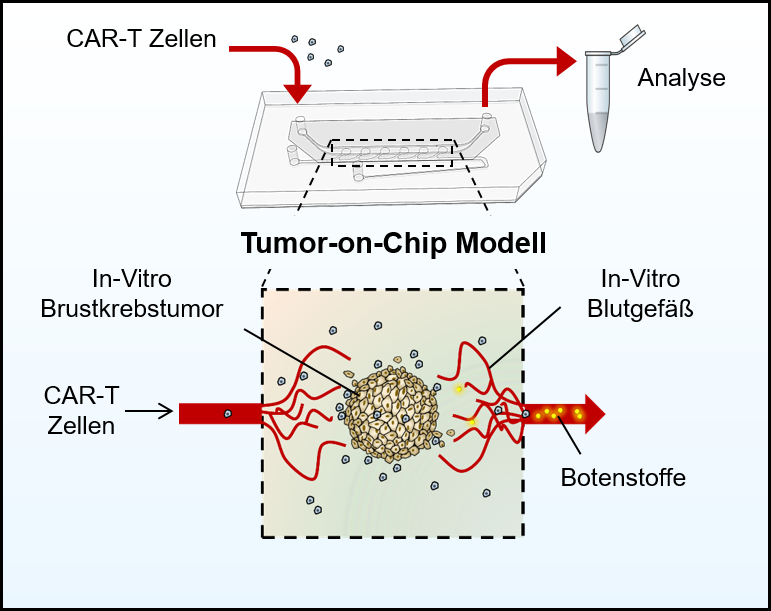 Graphical Abstract der Tumor-on-Chip-Technologie