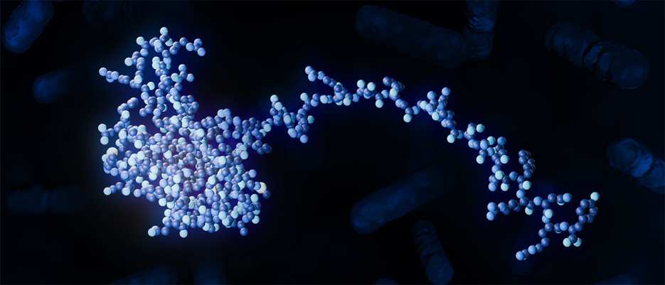 Die Forschenden untersuchten eine Bakterien-Art im menschlichen Darm: Der Fokus lag unter anderem auf einem RNA-bindenden Protein (siehe Bild).