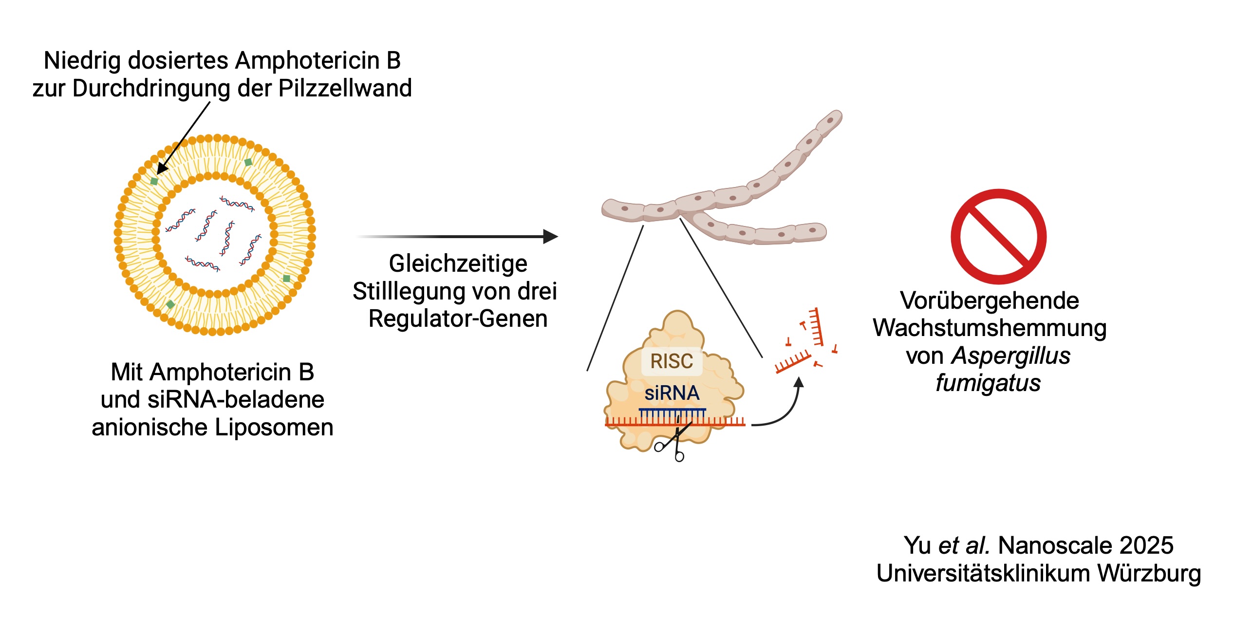 Eine grafische Zusammenfassung wie das Wachstum des Schimmelpilzes vorübergehend gehemmt wird