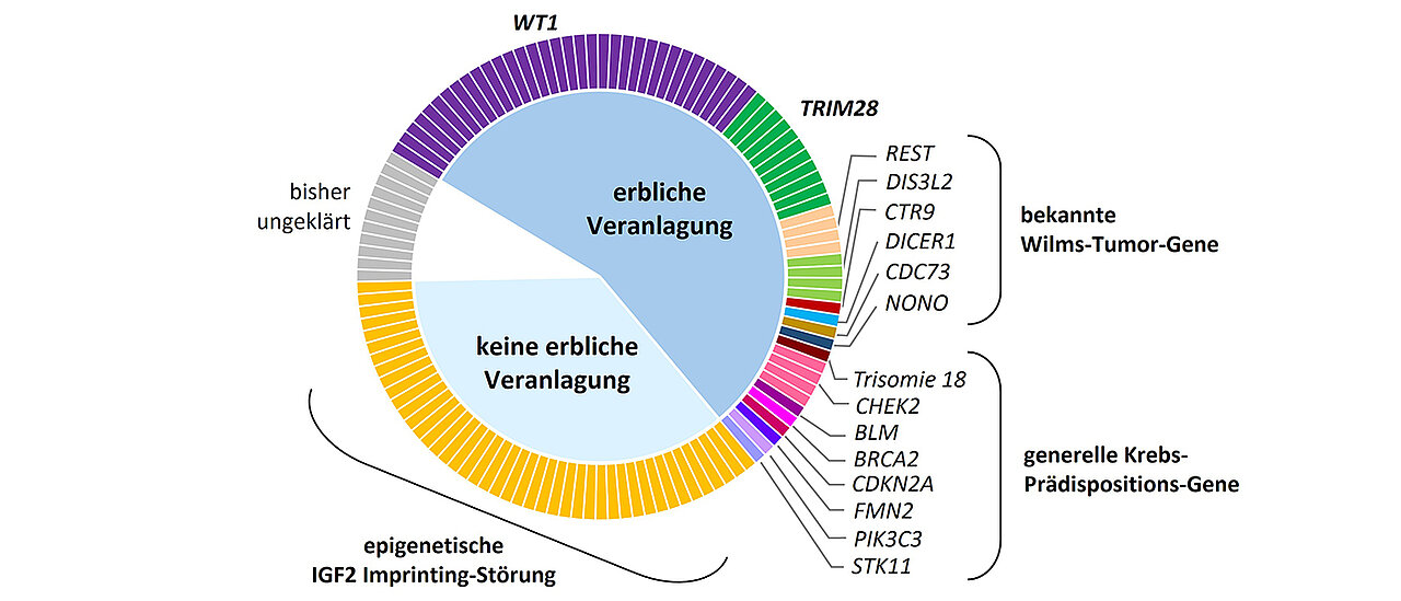 Grafik zeigt das Ergebnis: die Verteilung der genetischen und epigenetischen Wilms-Tumor-Prädisposition bei 129 untersuchten Kindern