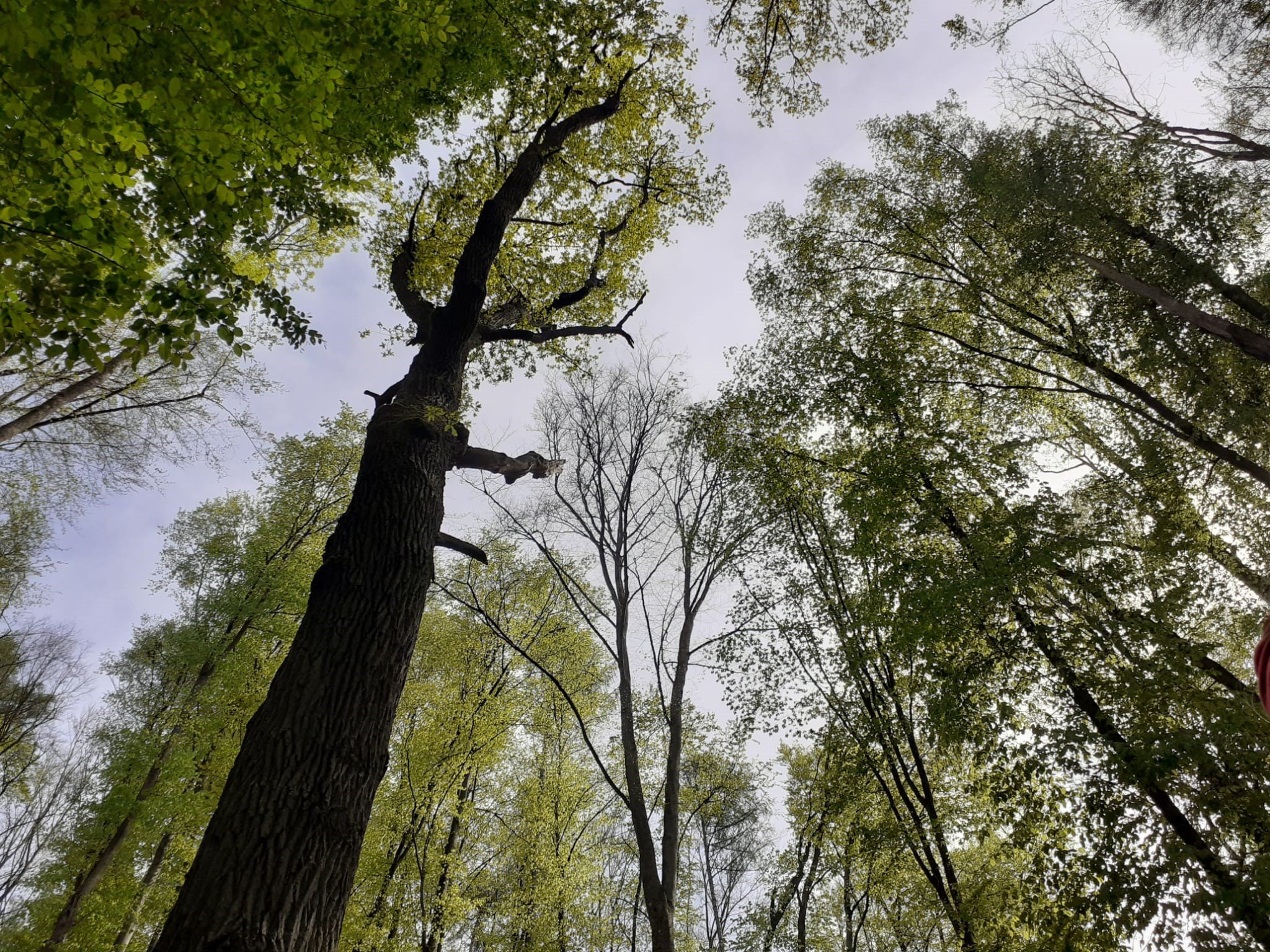 Wald