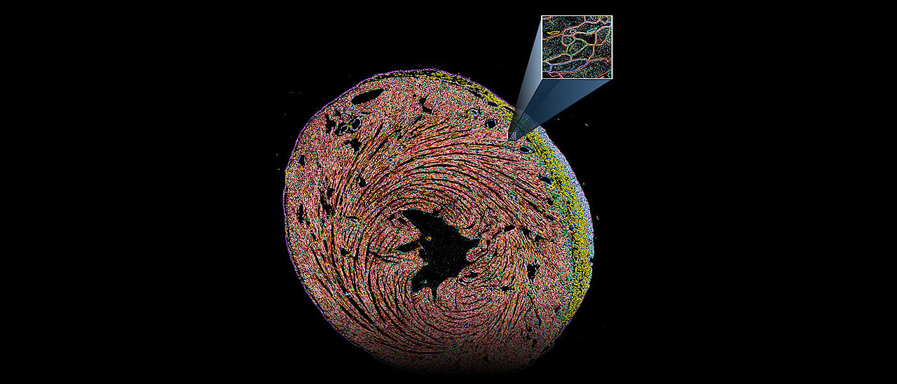 Ein Kreis mit bunter grafischer Darstellung, um sichtbar zu machen, wie einzelne MRNA-Moleküle das Zusammenspiel von Zelltypen während der Herzgewebereparatur nach einem Infarkt zeigt.