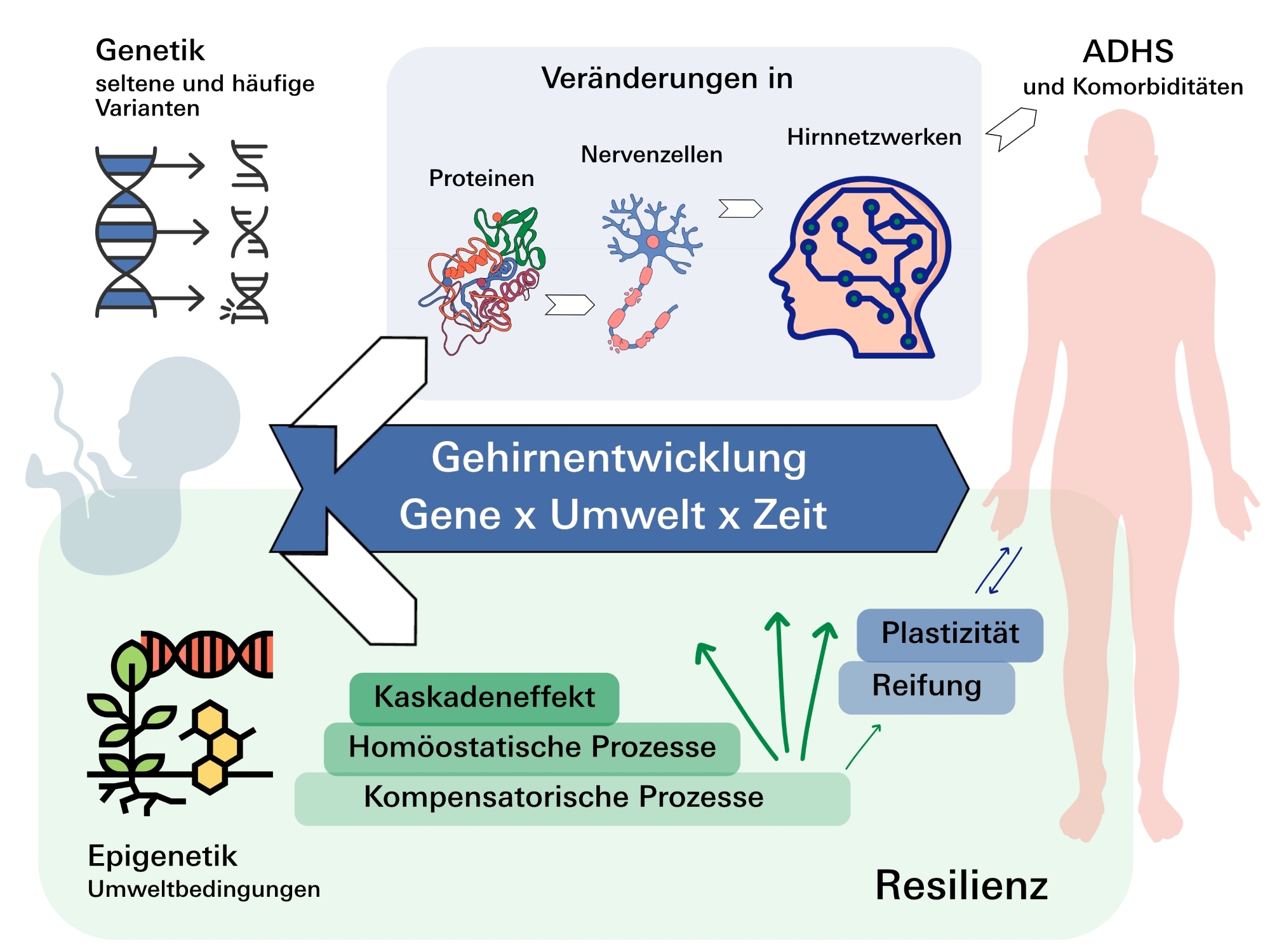 Grafische Übersicht wie Genetik und Epigenetik die Entstehung von ADHS beeinflussen kann.