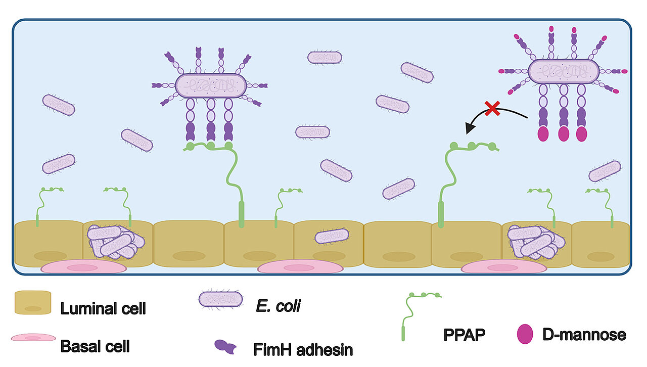 Schematische Darstellung zeigt, dass E. coli über sein Adhäsin FimH an luminale Prostatazellen anlagert und so die Invasion einleitet. 