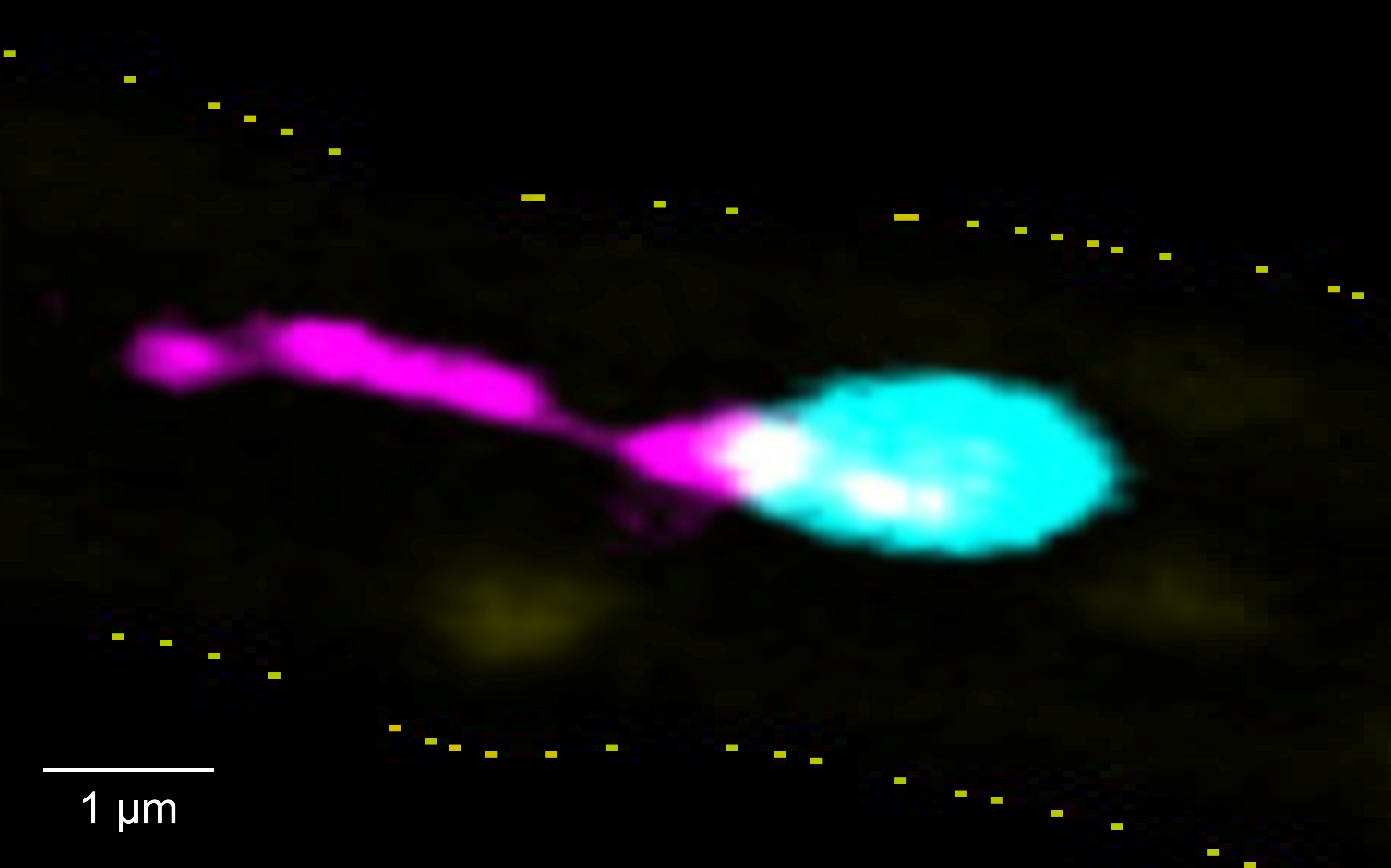 Die intravitalmikroskopische Aufnahme zeigt ein einzelnes Blutplättchen (Thrombozyt), das an der entzündeten Gefäßwand haftet und einen langen, fadenförmigen Membranfortsatz (PITT) abschnürt. Dieser bleibt an der Gefäßwand zurück und fördert dort Entzündungsreaktionen, während sich der Thrombozyt wieder in den Blutstrom löst.