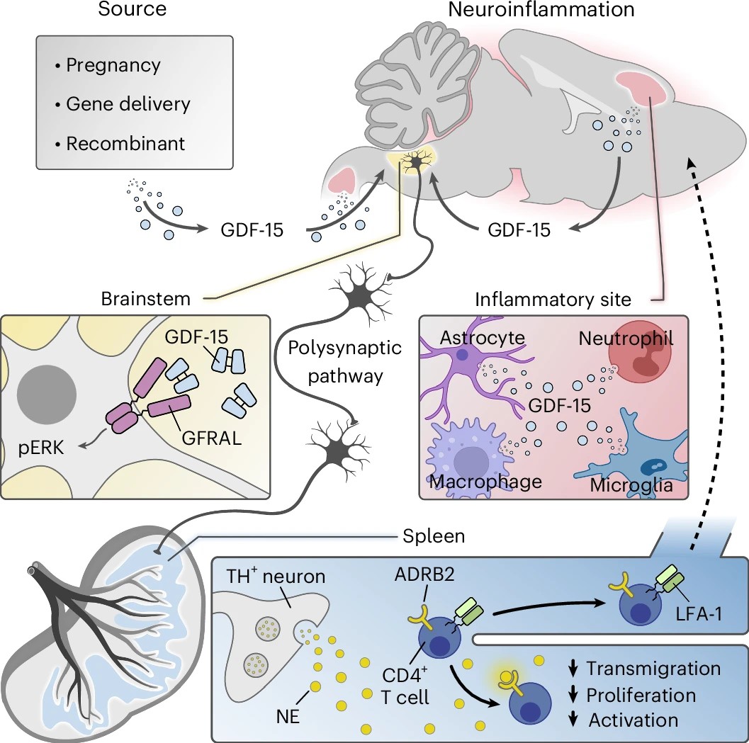 Grafik aus der Publikation wie GDF-15 wirkt