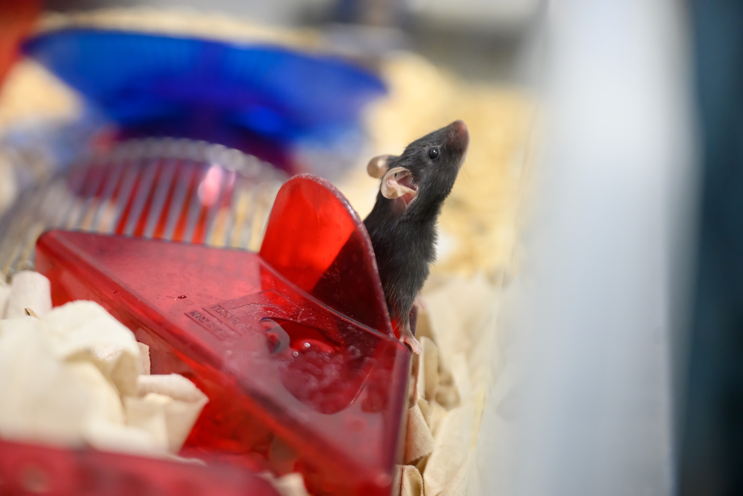 Eine Maus mit dunklem Fell schaut aus einem roten Spielkasten heraus, um sie herum ist Tierstreu, im Hintergrund eine blaue Schale. 
