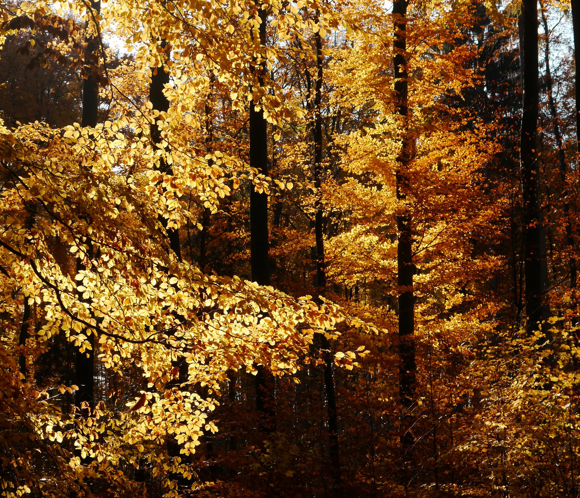 Bild vom Herbstwald. Blätter leuchten in verschiedenen geblbtönen.